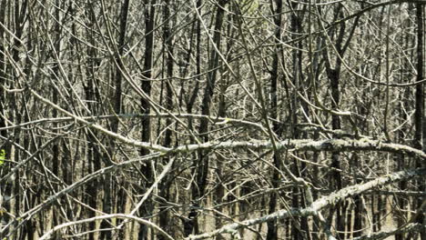 Dichte-Kahle-Äste-Im-Bell-Slough-Wildlife-Area,-Arkansas,-Ruhige-Und-Natürliche-Umgebung,-Tageslicht