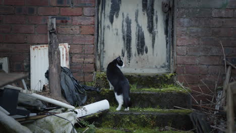 Cat-exploring-abandoned-property-and-walking-up-moss-covered-steps-to-door,-handheld-footage