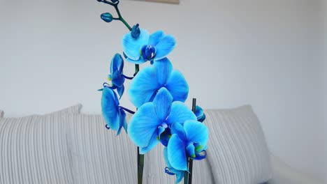 Blaue-Orchidee-Im-Häuslichen-Zustand,-Panoramablick