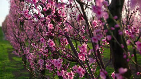 Blühende-Zweige-Von-Aprikosenbäumen,-Die-Im-Freien-Im-Obstgarten-Wachsen