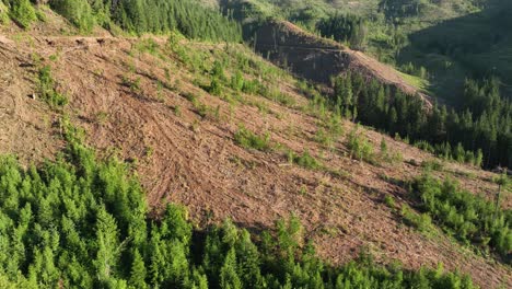 Drohnenaufnahme-Eines-Waldes,-Der-Nach-Der-Holzernte-In-Idaho-Gerodet-Wurde