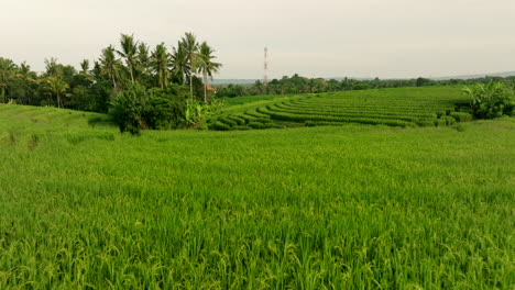 Lush-green-rice-fields-stretch-out-like-vast-carpet-of-vibrant-emerald
