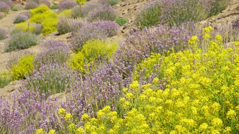 Purple-and-Yellow-Flowers-on-Hilly-Terrain-in-National-Park-Teide-Tenerife,-Static-Shot