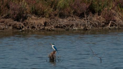 Looking-to-the-left-moving-its-head-while-in-the-middle-of-the-swamp,-Collared-Kingfisher-Todiramphus-chloris,-Thailand