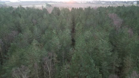 Árboles-De-Hoja-Caduca-En-El-Campamento-Forestal-Salvaje-En-Thetford,-Norfolk,-Reino-Unido