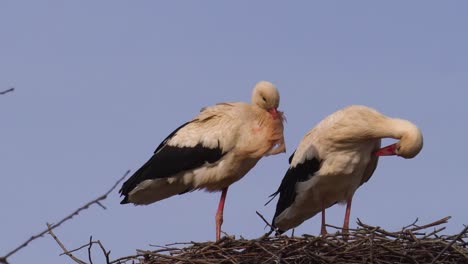 Close-up-of-white-stork-family-during-windy-spring-nesting-season,-Latvia