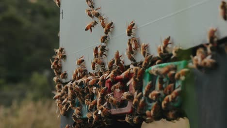 Honigbienen-Betreten-Den-Honigstock