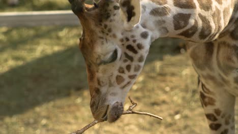 giraffe-chewing-on-a-tree-in-super-slow-motion