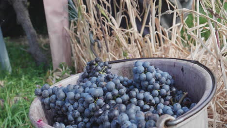 Red-grapes-after-the-grape-harvest-in-the-bucket