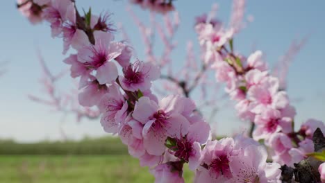 Close-up-shot-pink-cherry-tree-petals-swing-in-the-light-wind-against-clear-blue-sky
