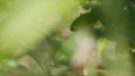 Abstract-spider-behind-blurred-leafy-surrounding