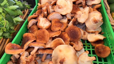 Frische-Bio-Shiitake-Pilze-Zum-Verkauf-Auf-Einem-Lokalen-Bauernmarkt-In-Marbella,-Spanien,-Gesundes-Bio-Gemüse,-4K-Aufnahme