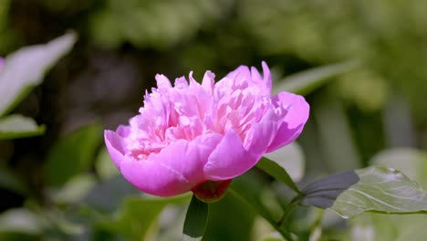 Hermosa-Peonía-Rosa-En-Plena-Floración.-Fotografía-De-Cerca