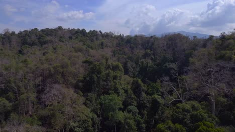 Manglares-Bosque-Vista-Exuberante-Vegetación-Cielo-Nublado