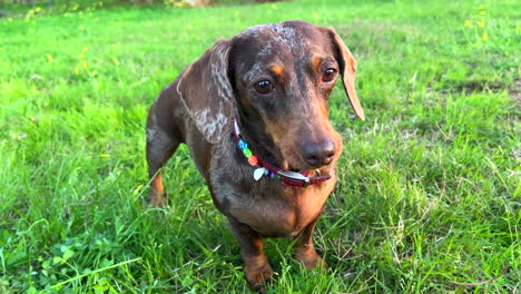 Cute-brown-with-white-spots-dachshund-dog-with-a-necklace-standing-on-green-grass-in-a-park,-sweet-wiener-dog,-sausage-dog-pet,-4K-shot