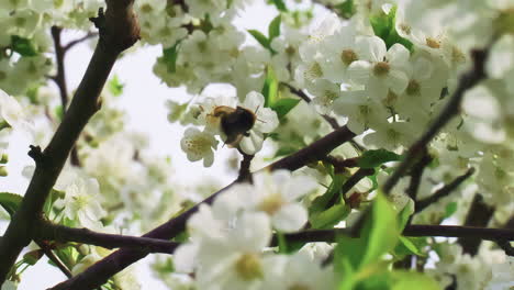 Weißer-Magnolienbaum-In-Voller-Blüte,-Bienen-Bestäuben-Blüten-Aus-Nächster-Nähe