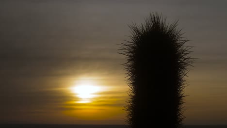 Dorniger-Leucostele-Atacamensis-Kaktus-Bei-Sonnenuntergang-Auf-Der-Isla-Incahuasi,-Salar-De-Uyuni,-Bolivien