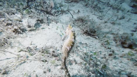 Yellow-seahorse-slowly-gliding-along-the-ocean-floor-in-the-clear-waters-of-Busuanga,-Palawan