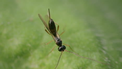 Alysia-Braconid-Wespe-Putzt-Sich-Auf-Grünem-Blatt