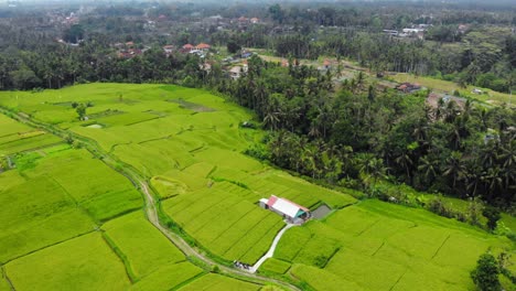Birdseye-view-of-beautiful-rice-fields-of-Bali,-Indonesia