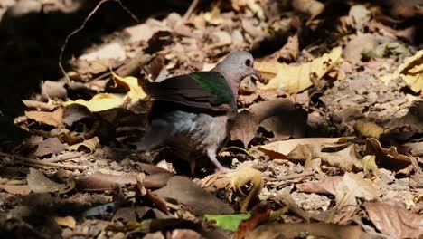 Seen-on-the-ground-raising-its-wing-then-moves-the-right-to-go-away,-Asian-Emerald-Dove-Chalcophaps-indica,-Thailand