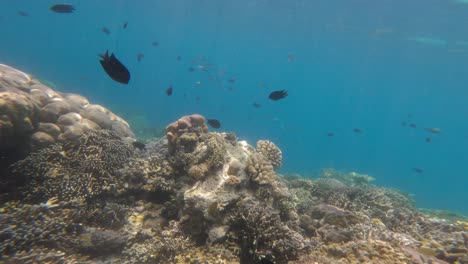 Un-Colorido-Suelo-De-Arrecife-Con-Múltiples-Peces-Y-Agua-Azul