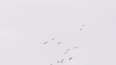 Flock-of-geese-flying-and-soaring-in-overexposed-sky,-return-for-breeding-season