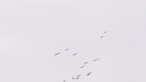 Gänseherde-Fliegen-Und-Schweben-Im-überbelichteten-Himmel,-Rückkehr-Zur-Brutzeit