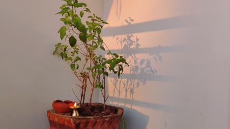 Vibrant-tulsi-plant-nestled-in-a-serene-gallery,-adorned-with-a-flickering-oil-lamp,-and-passes-the-golden-glow-of-sun-rays