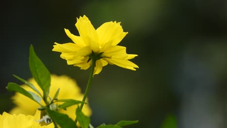 Schöne-Gelbe-Blüten---Blätter-
