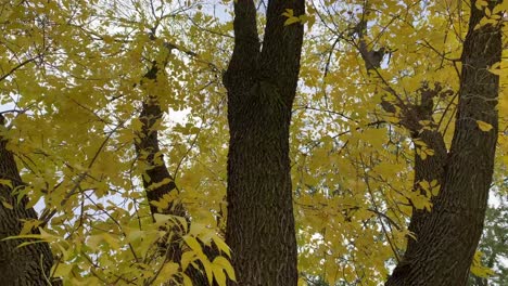 Panning-up-a-tree-full-of-yellow-leaves-outdoors