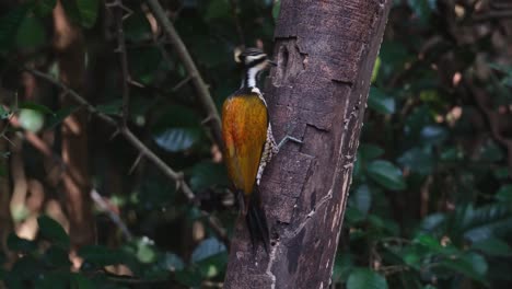 Visto-Desde-Su-Espalda-Picoteando-La-Corteza-Y-Luego-Sube-Hacia-El-Agujero-Para-Encontrar-Larvas-Para-Comer,-Llama-Común-Dinopium-Javanense,-Hembra,-Tailandia