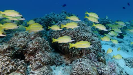 Las-Imágenes-Revelan-Un-Banco-De-Pargos-De-Rayas-Azules-En-Las-Aguas-Que-Rodean-Las-Islas-Mauricio,-El-Concepto-De-Biodiversidad-Marina-Y-La-Belleza-De-Los-Ecosistemas-Submarinos.