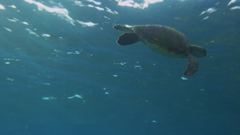 La-Tortuga-Marina-Bate-Sus-Aletas-Mientras-Se-Desliza-Con-Gracia-Bajo-El-Agua-En-Cámara-Lenta.