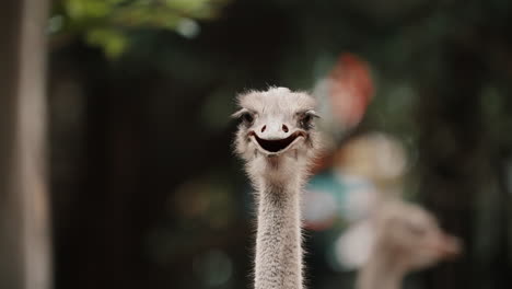 Ostrich-Head-With-Funny-Face-And-Long-Neck,-Another-One-Passing-By-In-Foreground