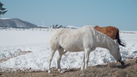 Caballos-Blancos-Y-Marrones-Pastando-Heno-Seco-En-Tierras-De-Cultivo-Cubiertas-De-Nieve-Del-Rancho-Daegwallyeong-Sky-En-Invierno