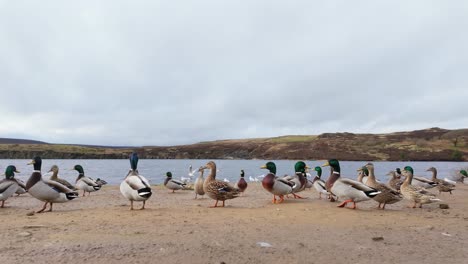 Patos-Salvajes-En-La-Orilla-De-Un-Gran-Lago-En-Los-Páramos-De-Yorkshire-Inglaterra