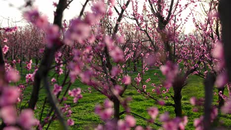 Rosa-Obstgarten-Mit-Blühenden-Aprikosenbäumen-Bei-Sonnenuntergang-Im-Frühling