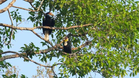Female-on-the-top-and-male-below-seen-during-the-early-hours-of-the-morning-looking-around,-Wreathed-Hornbill-Rhyticeros-undulatus-Male-Female,-Thailand