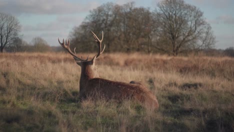 A-deer-relaxing-laying-down-in-the-grass-on-a-bright-cold-winter-afternoon-in-Richmond-Park,-United-Kingdom