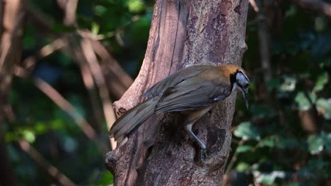 Perched-on-the-side-of-the-trunk-of-the-tree-facing-to-the-right-while-adjusting-its-position,-Greater-Necklaced-Laughingthrush-Pterorhinus-pectoralis,-Thailand