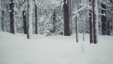 A-white-reindeer-lying-on-snow-between-trees-in-Finnish-Lapland