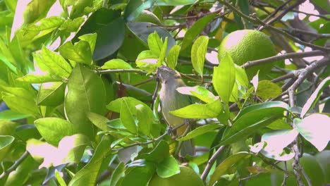 Vogel-Auf-Einem-Ast-Neben-Der-Frucht-Fliegt-Weg,-Nationalpark-Los-Nevados,-Kolumbien