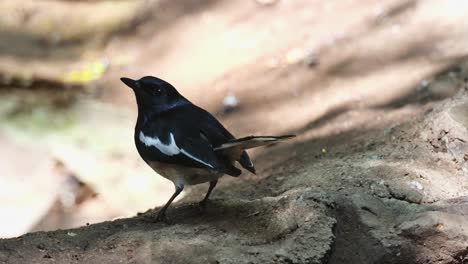 Facing-to-the-right-then-turns-around-to-face-the-opposite-as-it-looks-towards-the-camera,-Oriental-Magpie-Robin-Copsychus-saularis,-Thailand