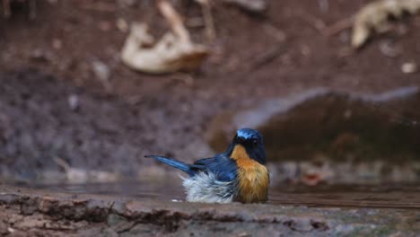 Camera-zooms-out-while-it-is-bathing-facing-to-the-right,-Indochinese-Blue-Flycatcher-Cyornis-sumatrensis,-Male,-Thailand