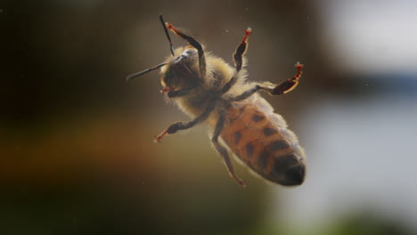 Honeybee-breathing-with-abdomen,-closeup-macro-detail