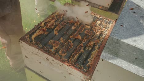 Beekeeper-smoking-and-cleaning-hive
