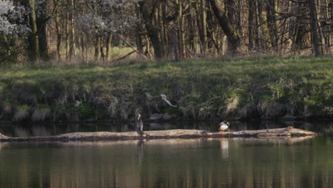 Heron-and-a-duck-sharing-space-on-a-log-in-the-middle-of-a-calm-lake-surrounded-by-lush-greenery