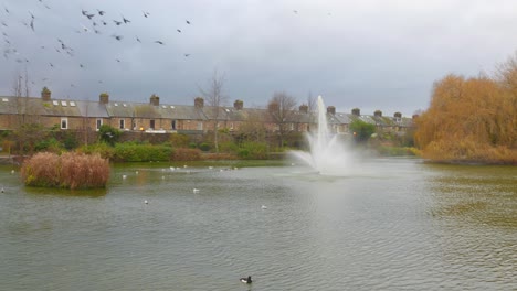 Tranquil-scene-at-Blessington-Street-Basin,-Dublin-with-birds-and-a-fountain-on-a-cloudy-day,-wide-shot