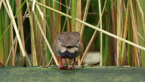 Male-Brazilian-teal,-amazonetta-brasiliensis,-with-distintive-red-legs,-forging-for-food-on-the-ground,-close-up-shot